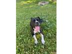 Adopt Jill a Black Boxer / Mixed dog in Cincinnati, OH (33705094)