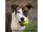 Adopt Kodiak a Brindle Australian Shepherd / Mixed dog in Toccoa, GA (33705079)