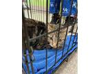 Adopt TRIP a Brown Tabby Domestic Shorthair / Mixed (short coat) cat in