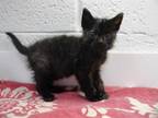 Adopt CINDY LOU WHO a All Black Domestic Shorthair / Mixed (short coat) cat in