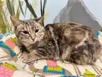 Adopt CLAWDIA a Gray, Blue or Silver Tabby Domestic Shorthair / Mixed (short
