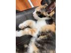 Adopt Tokyo a Calico or Dilute Calico Calico (short coat) cat in Georgina