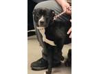 Adopt Draco a Black American Pit Bull Terrier / Mixed dog in Kokomo