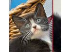Adopt Gunner a Black & White or Tuxedo Domestic Shorthair (short coat) cat in