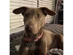 Adopt Diana a Brown/Chocolate - with White American Pit Bull Terrier / Mixed dog