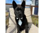 Adopt Kuma 22-01-070 a Black Chow Chow / Mixed dog in Bastrop, TX (33701106)