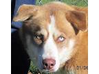 Adopt Sam a Red/Golden/Orange/Chestnut - with Black Husky / Mixed dog in