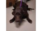 Adopt Caroline a Black Labrador Retriever / Mixed dog in Wooster, OH (33705000)