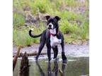 Adopt Colin a Black Mixed Breed (Large) / Mixed dog in Richmond, VA (33704998)
