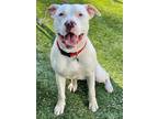 Adopt Andrew a White American Pit Bull Terrier / Mixed dog in Red Bluff