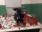 Adopt Della a Black Mixed Breed (Small) / Mixed dog in Lynnwood, WA (33704956)