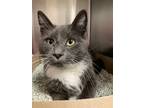 Adopt Tashi a Domestic Shorthair / Mixed cat in Richmond, VA (33703325)