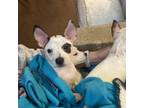 Adopt Piggy Bank a Boston Terrier, Australian Cattle Dog / Blue Heeler
