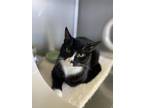 Adopt Ozone a Domestic Shorthair / Mixed cat in Cornwall, ON (33704819)