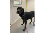 Adopt Talon a Labrador Retriever / Mixed dog in Lincoln, NE (33704805)