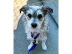 Adopt Momo a Mixed Breed (Small) / Mixed dog in Mipiltas, CA (33704786)