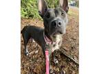 Adopt Casie a Pit Bull Terrier / Mixed dog in Silverdale, WA (33704771)