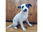 Adopt Quinn a White - with Black Border Collie / Australian Cattle Dog / Mixed