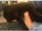 Adopt Comet a All Black Domestic Shorthair / Domestic Shorthair / Mixed cat in