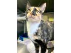 Adopt Noel a All Black Domestic Shorthair / Domestic Shorthair / Mixed cat in