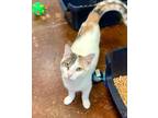 Adopt Mollie a Gray or Blue Domestic Shorthair / Domestic Shorthair / Mixed cat