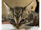 Adopt Little Quail a Brown Tabby Domestic Shorthair / Mixed (short coat) cat in
