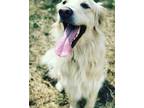 Adopt Buddie a White Golden Retriever / Mixed dog in Cockeysville, MD (33704660)