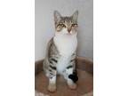 Adopt Jilly a Tan or Fawn Domestic Shorthair / Domestic Shorthair / Mixed cat in