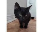 Adopt Tudi a All Black Domestic Shorthair / Domestic Shorthair / Mixed cat in