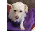 Adopt FLORA a Tan/Yellow/Fawn Jack Russell Terrier / Mixed dog in Lodi