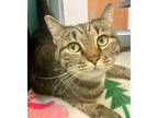 Adopt ARYA STARK a Brown Tabby Domestic Shorthair / Mixed (short coat) cat in