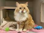 Adopt CHEESE a Orange or Red Tabby Domestic Mediumhair / Mixed (medium coat) cat