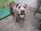 Adopt *SNOOFY a Gray/Silver/Salt & Pepper - with White American Pit Bull Terrier