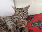 Adopt *SASQUATCH a Brown Tabby Domestic Shorthair / Mixed (short coat) cat in
