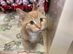Adopt NOELLE a Orange or Red Tabby Domestic Shorthair / Mixed (short coat) cat