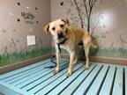 Adopt JERICHO a Tan/Yellow/Fawn Labrador Retriever / Mixed dog in Lancaster