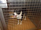 Adopt SAWYER a Black - with White Border Collie / Mixed dog in Martinez