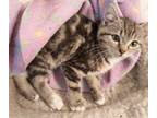 Adopt Primrose a Domestic Shorthair / Mixed cat in Birdsboro, PA (33704445)