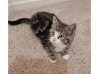 Adopt Crocus a Domestic Shorthair / Mixed cat in Birdsboro, PA (33704444)