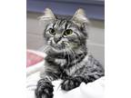 Adopt Alma a Domestic Mediumhair / Mixed cat in Versailles, KY (33704438)