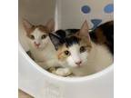 Adopt Callie a Domestic Shorthair / Mixed cat in San Luis Obispo, CA (33704427)