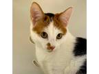 Adopt Pip a Domestic Shorthair / Mixed cat in San Luis Obispo, CA (33704426)