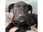 Adopt Oroville a Black Labrador Retriever / Mixed dog in Sacramento