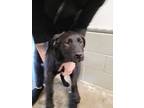 Adopt Huntington a Black Labrador Retriever / Mixed dog in Sacramento