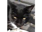 Adopt Jax a Black & White or Tuxedo American Bobtail (short coat) cat in