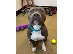 Adopt Moby 87 a Gray/Blue/Silver/Salt & Pepper American Pit Bull Terrier / Mixed