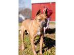 Adopt Buddy a American Staffordshire Terrier / Mixed dog in Cleveland
