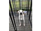 Adopt Rosco Aka Gordon a American Staffordshire Terrier / Mixed dog in