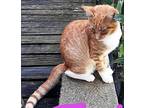 Adopt Tori a Orange or Red Tabby Domestic Shorthair (short coat) cat in