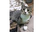 Adopt Dusty a Gray, Blue or Silver Tabby Domestic Shorthair (short coat) cat in
